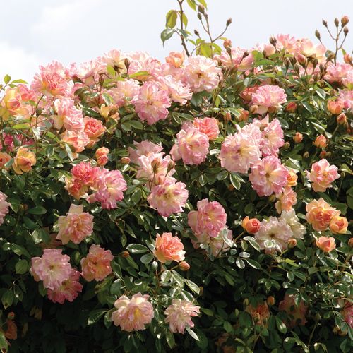 Rosen Shop - kletterrosen - gelb - Rosa Phyllis Bide - diskret duftend - S. Bide & Sons, Ltd. - Ihre kleinen, angenehm duftenden, apricotfarbenen Blüten blühen in Gruppen.